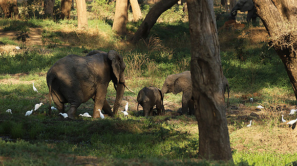 Lower Zambezi