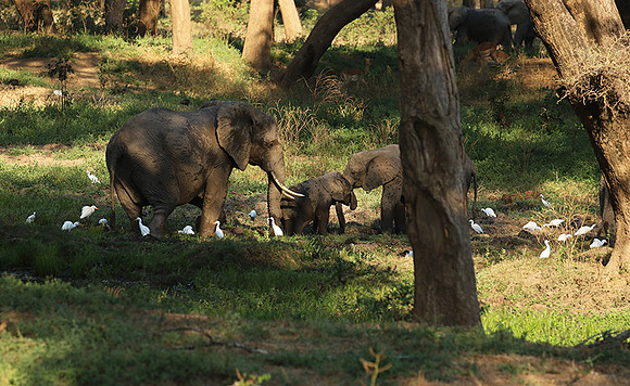 Lower Zambezi