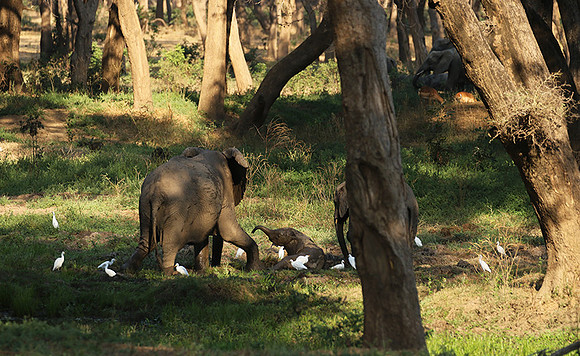Lower Zambezi