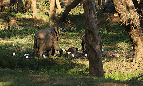 Lower Zambezi