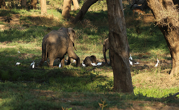 Lower Zambezi