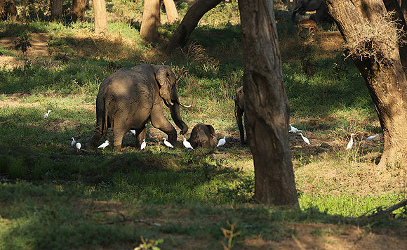 Lower Zambezi