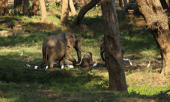 Lower Zambezi