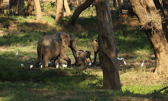 Lower Zambezi