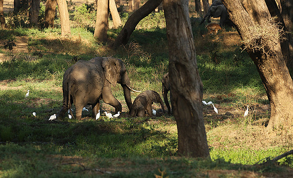 Lower Zambezi