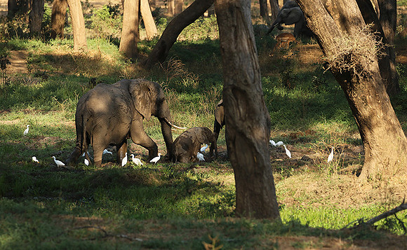 Lower Zambezi