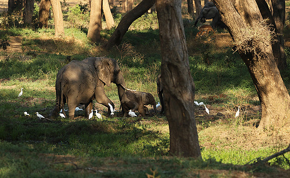 Lower Zambezi