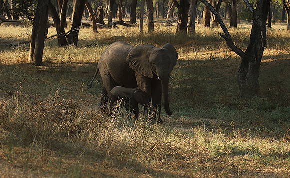 Lower Zambezi