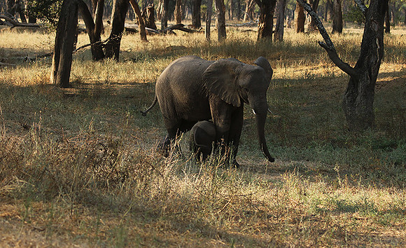 Lower Zambezi