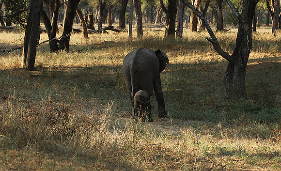 Lower Zambezi
