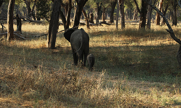 Lower Zambezi
