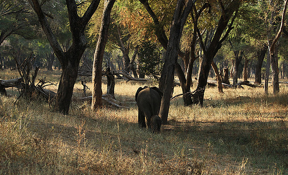 Lower Zambezi