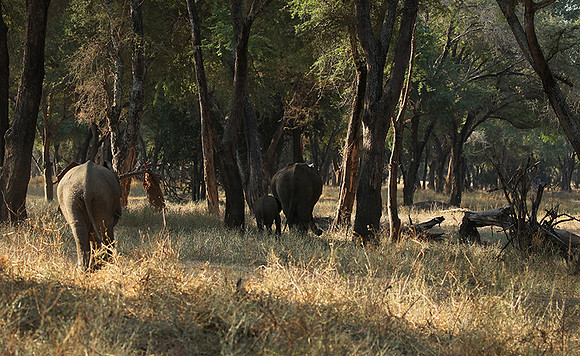 Lower Zambezi