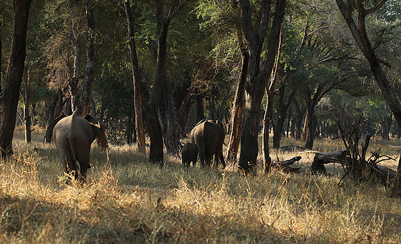 Lower Zambezi