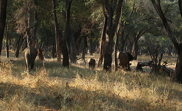 Lower Zambezi