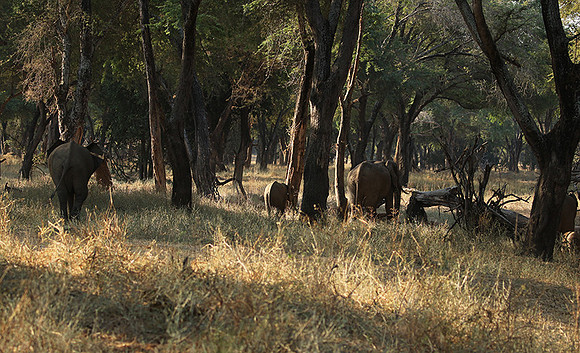 Lower Zambezi