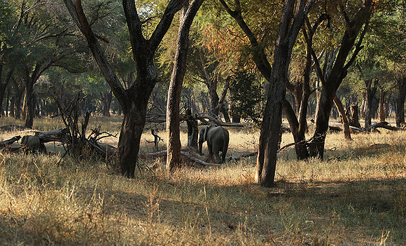 Lower Zambezi