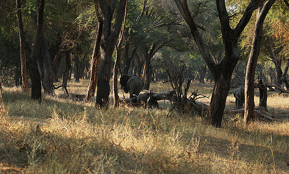 Lower Zambezi