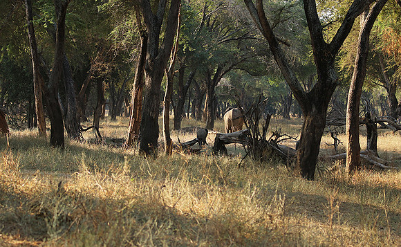 Lower Zambezi