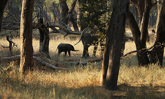 Lower Zambezi