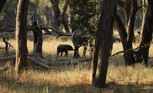 Lower Zambezi