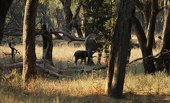 Lower Zambezi