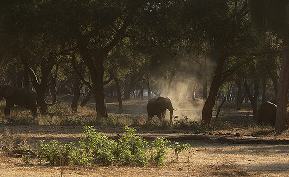 Lower Zambezi