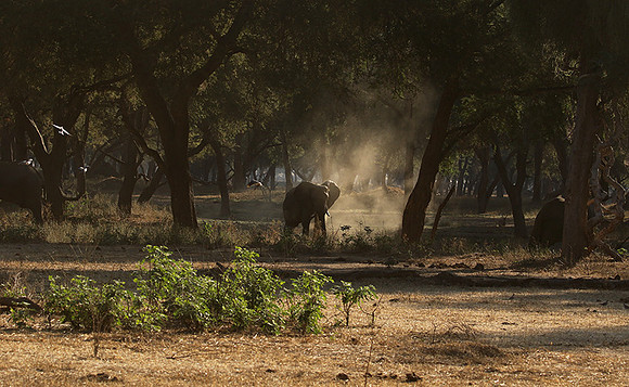 Lower Zambezi