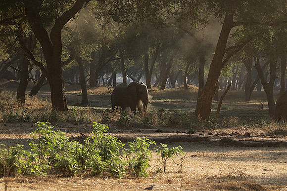 Lower Zambezi