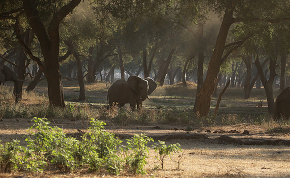 Lower Zambezi