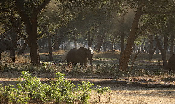 Lower Zambezi
