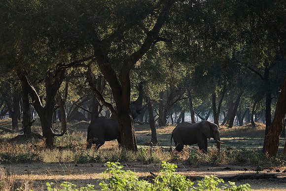 Lower Zambezi
