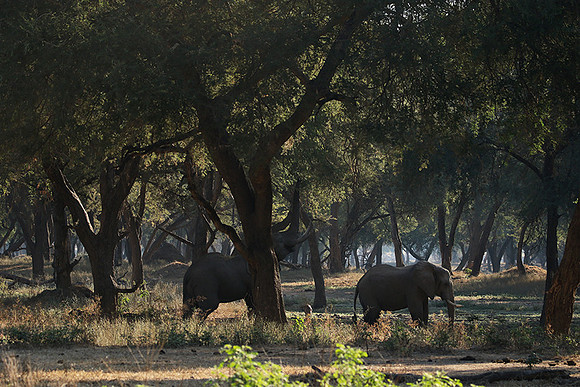Lower Zambezi