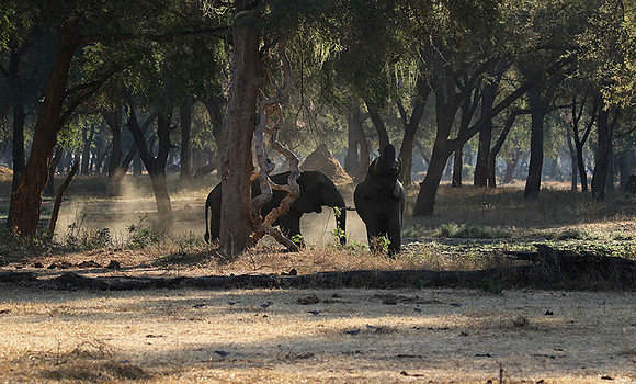 Lower Zambezi
