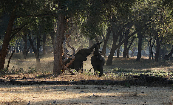 Lower Zambezi