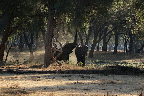 Lower Zambezi