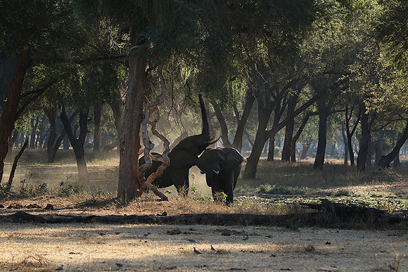 Lower Zambezi