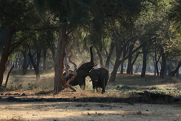 Lower Zambezi