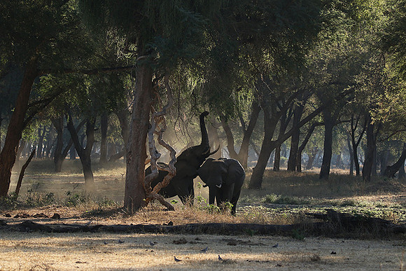 Lower Zambezi