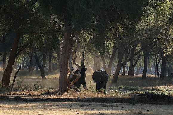 Lower Zambezi