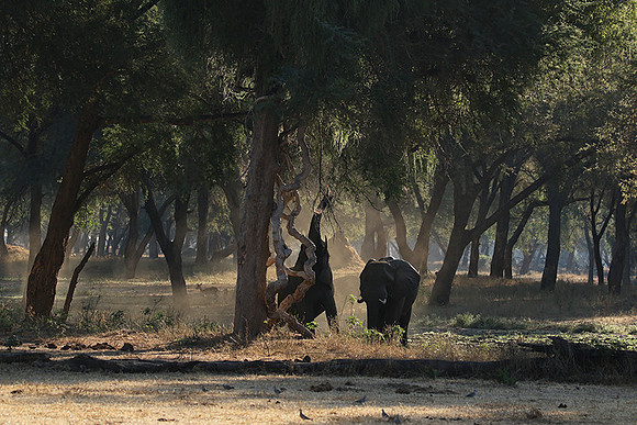 Lower Zambezi
