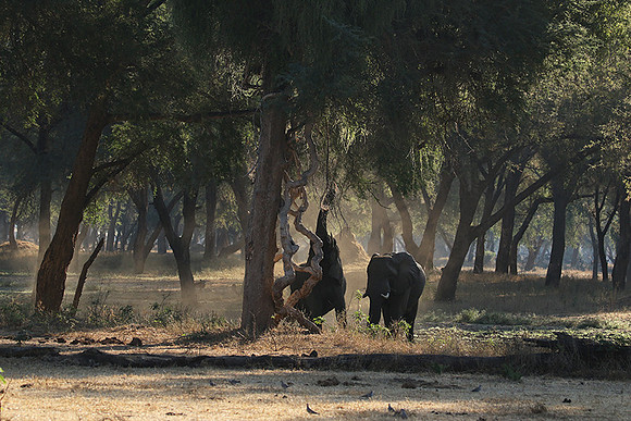 Lower Zambezi