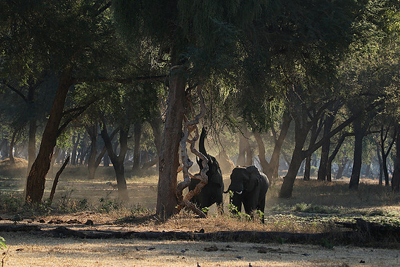 Lower Zambezi