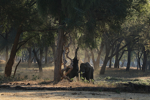 Lower Zambezi