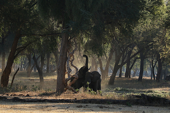 Lower Zambezi