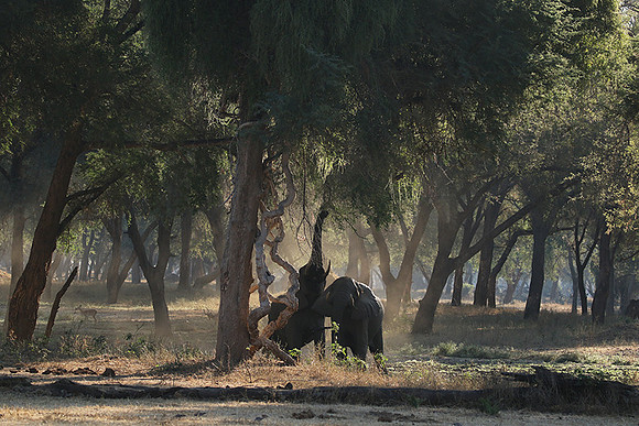 Lower Zambezi