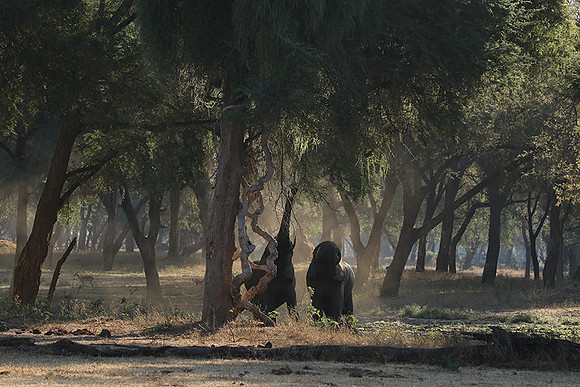 Lower Zambezi