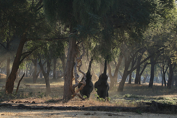 Lower Zambezi