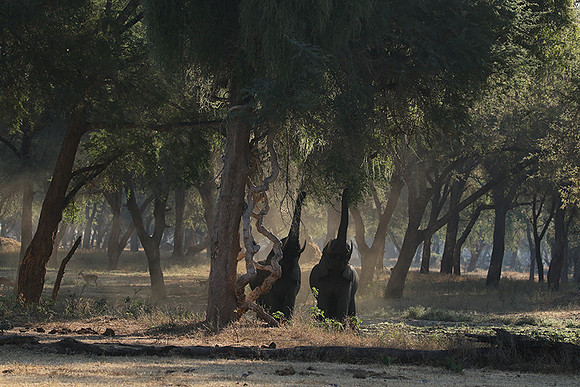 Lower Zambezi