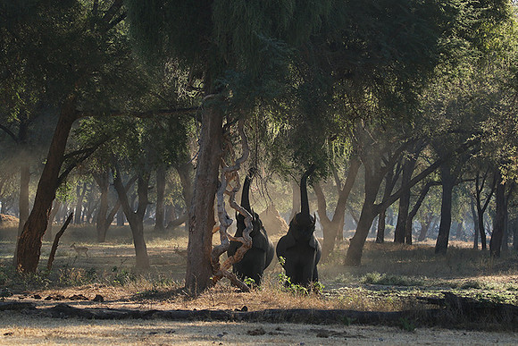 Lower Zambezi